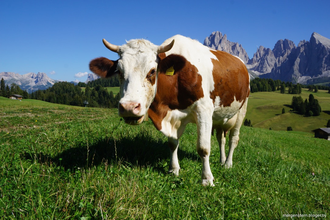 Симментальская порода коров характеристика фото