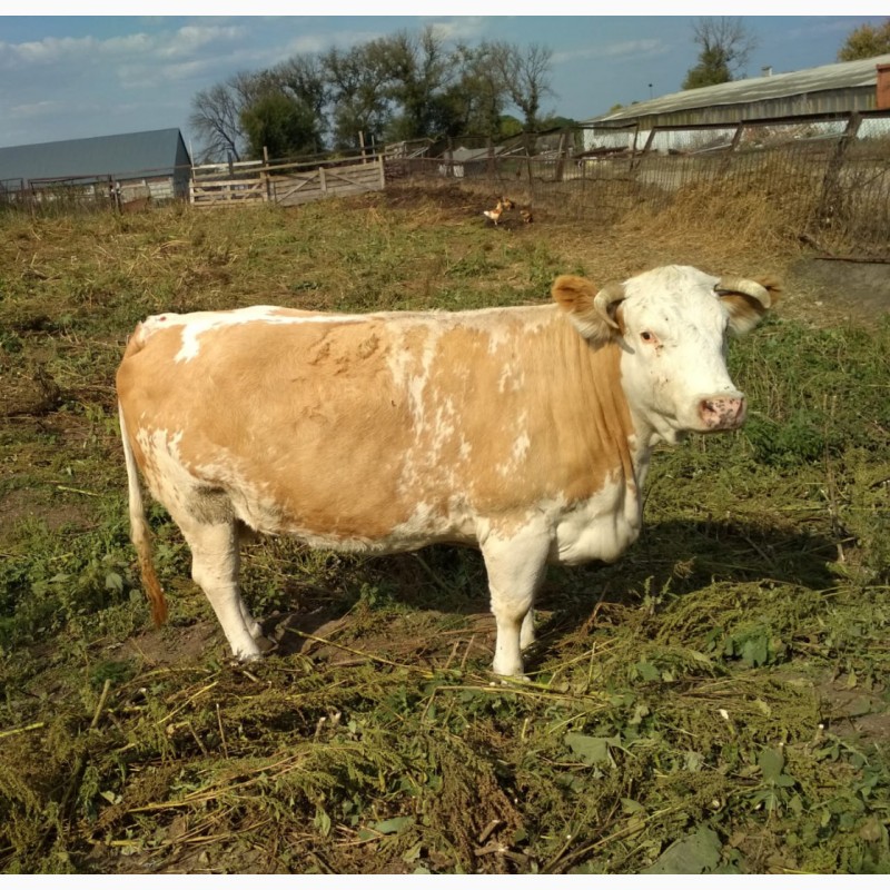 Порода коров симменталы фото и описание