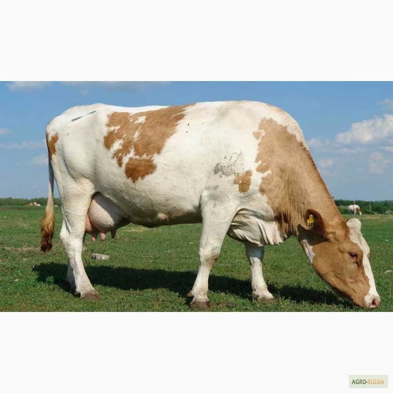Симментальская порода коров характеристика фото