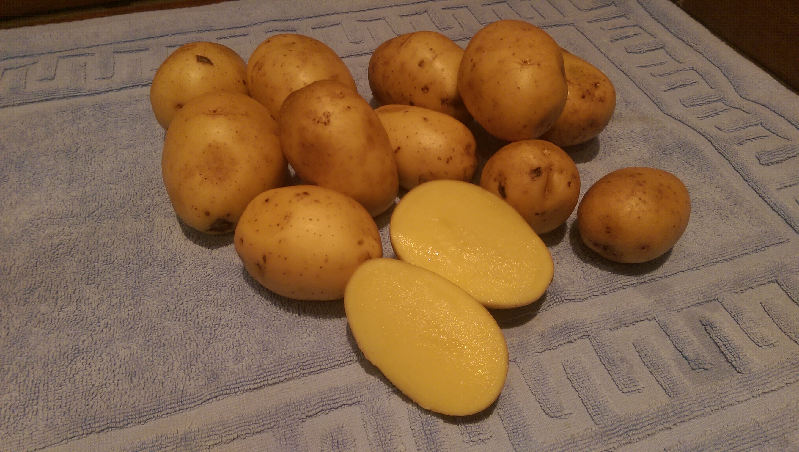 Крепыш картофель характеристика отзывы. Сорт картофеля Гала. Картофель сорт Гала элита. Семена картофеля Гала. Картофель сорт Гауда.