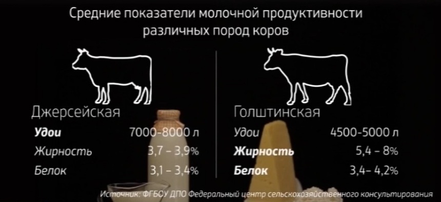 Сколько литров дает корова молока в день. Показатели молочной продуктивности коров. Сколько корова дает молока в сутки. Удойность коров. Джерсейская порода коров продуктивность.