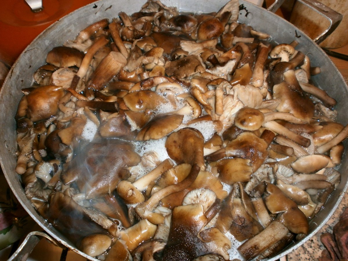 Сколько варить грибы после