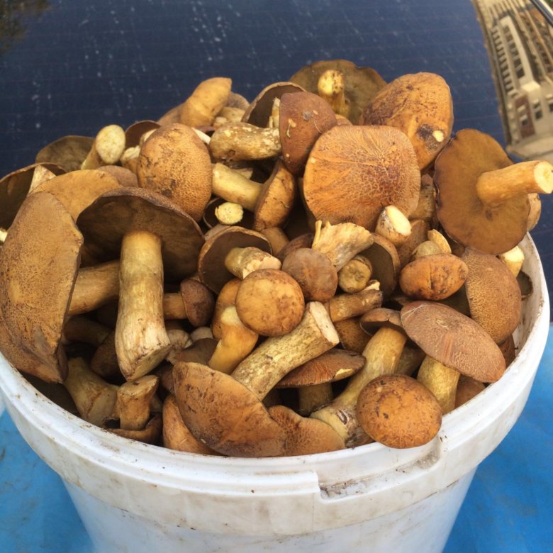 Маринованные моховики. Как готовить моховики грибы. Сколько по времени варить грибы моховики. Рецепты моховиков заготовка. Жареные моховики.