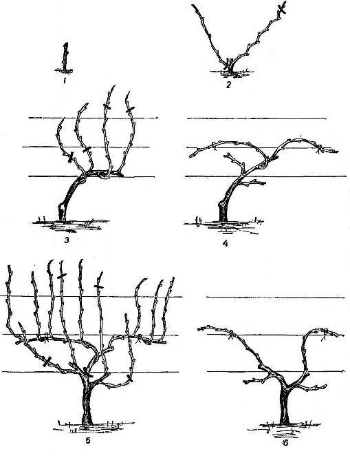 Схема правильной обрезки винограда