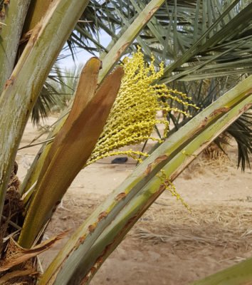 Женское соцветие финиковой пальмы