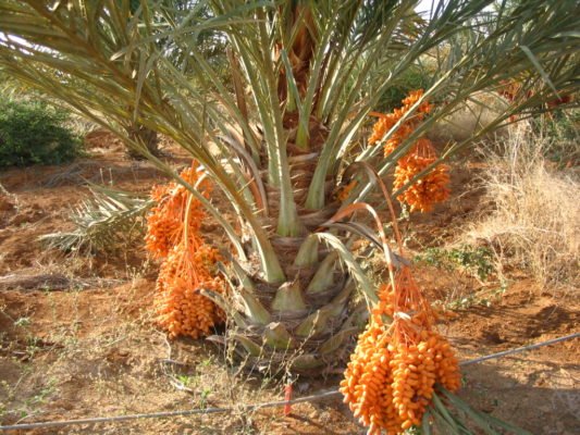 Молодая финиковая пальма с плодами