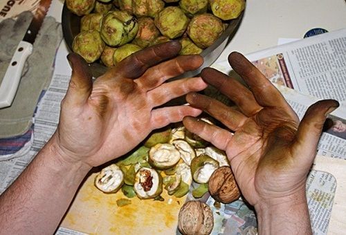 Грязные руки после чистки орехов