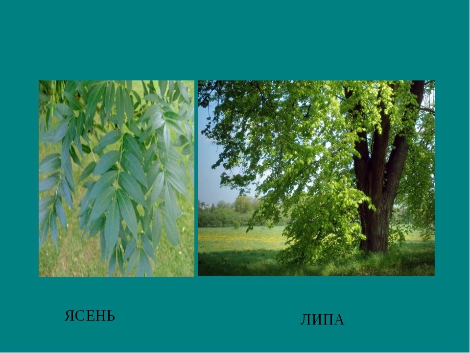 Дуб вяз клен. Клен остролистный, липа, ясень, вяз. Ясень ольха , вяз, липа. Семена вяза,ясеня липы. Ясень клен липа.