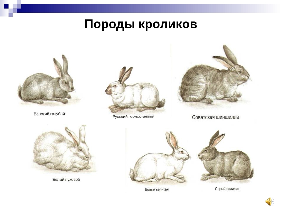 К каким животным относятся кролики. Типы пород кроликов. Сколько пород кроликов существует. Восточно европейские породы кроликов. Как узнать породу кролика.