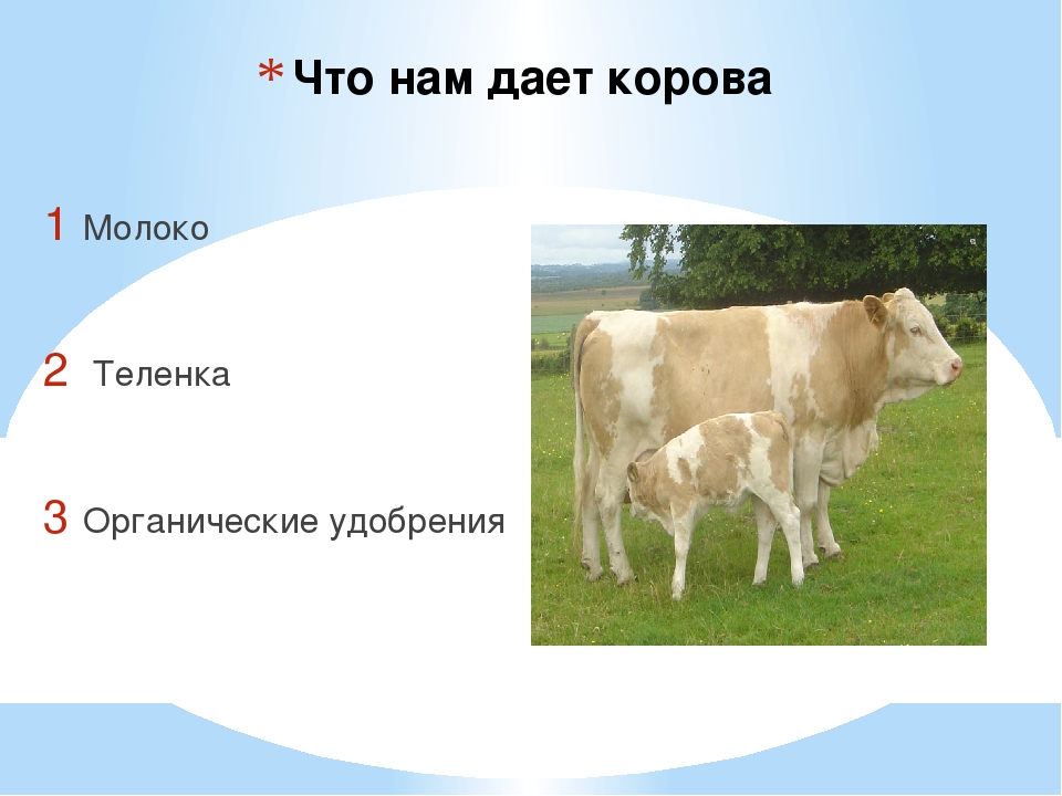 Сколько литров дает корова молока в день. Корова дает молоко. Что дает корова. Корова дает молоко для детей. Почему..корова даётмолоко.