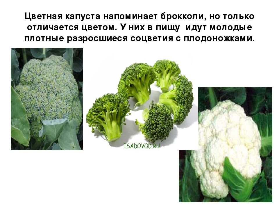 Чем отличается брокколи. Соцветия капусты брокколи. Систематика капуста цветная. Строение цветной капусты. Соцветие цветной капусты.