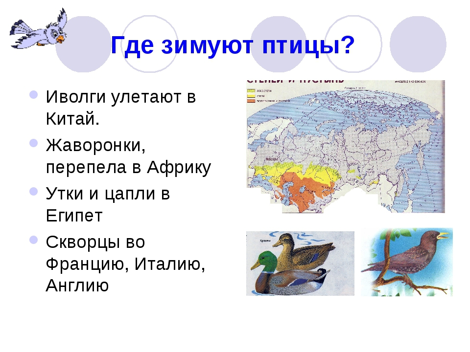 Презентация снегирев куда улетают птицы на зиму 2 класс перспектива