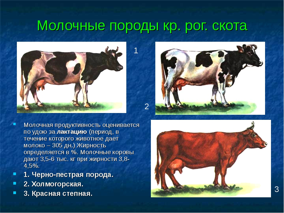 Сколько литров дает корова молока в день