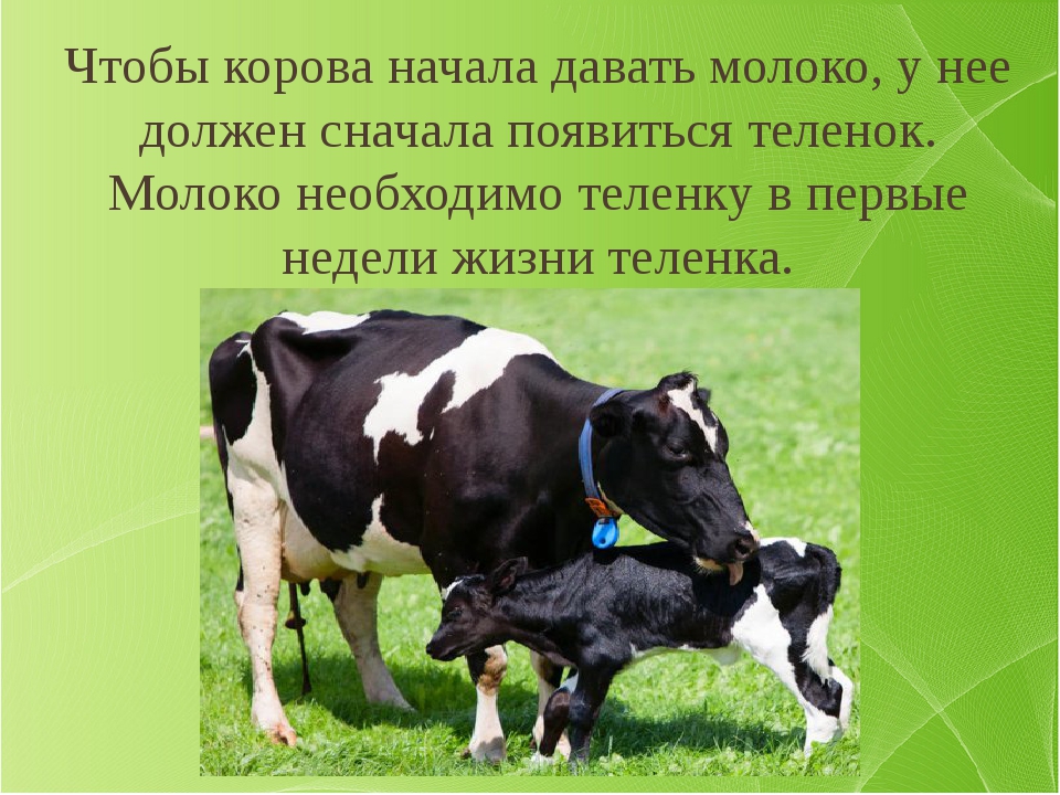 Почему у коровы теленок. Корова молоко. От кудв берется молоко. Корова дает молоко. ЛТ куда берется молоко.