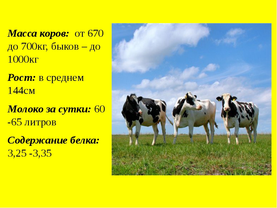 Сколько в сутки корова дает. Сколько корова дает молока. Сколько корова корова дает молока в сутки. Молочные коровы сколько дает молока. Презентация Фризская порода коров.