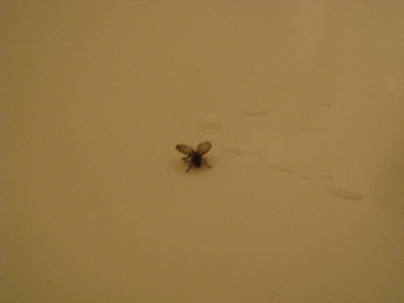Появились мухи в квартире. Черныемвленькие летающие мошки. Мелкие мушки. Маленькие черные мошки. Мелкие летающие насекомые в квартире.