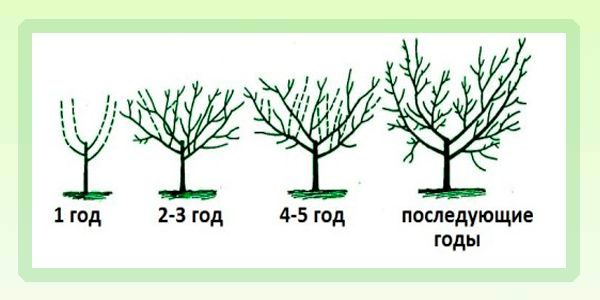 Схема чашевидной формировки кроны