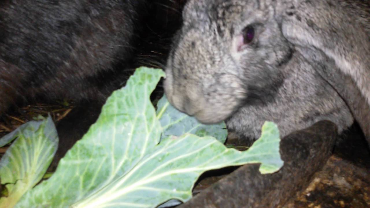 Можно давать кроликам капусту. Кролик ест капусту. Кролик с капустой. Кролик съедающий капусту. Кроличья капуста.