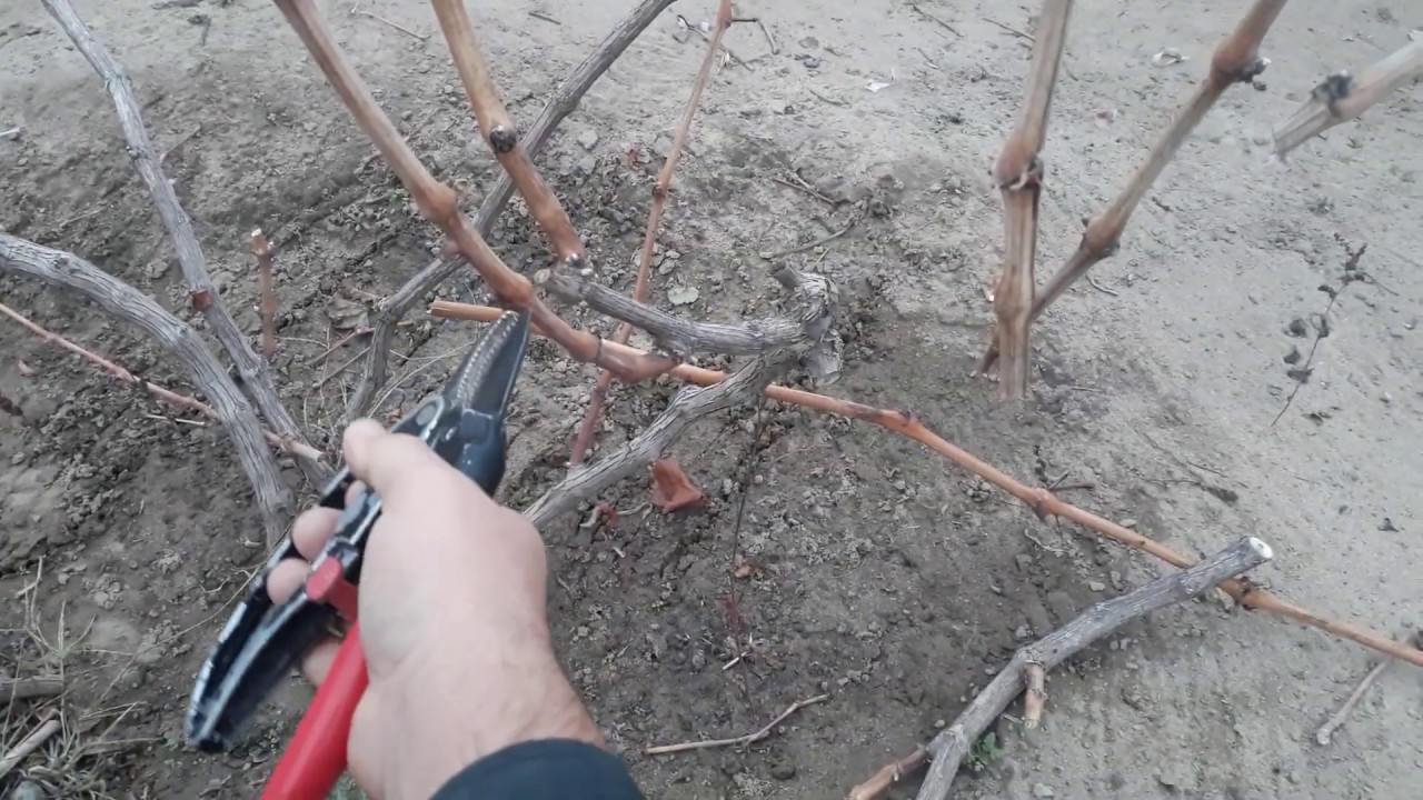 Как обрезать виноград видео для начинающих