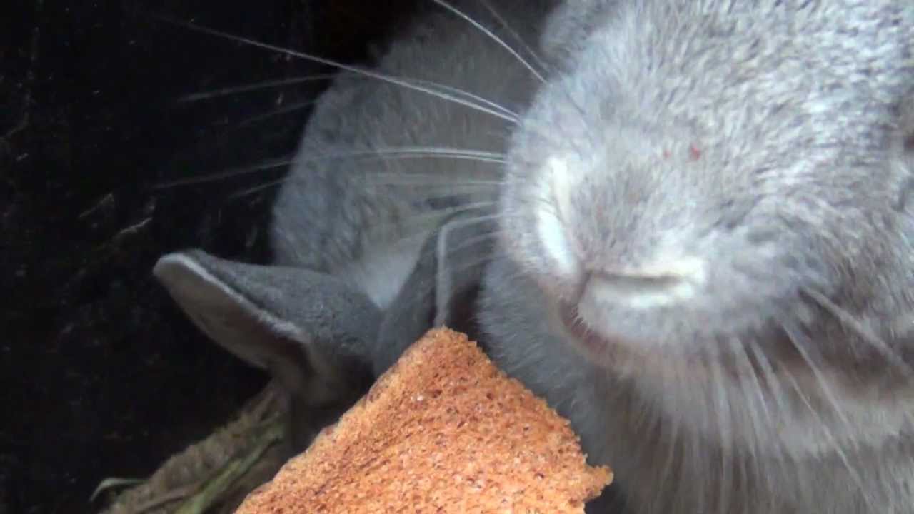 Можно ли давать кроликам сыр. Кролик и хлеб. Кролик ест хлеб. Серый кролик кушает. Кролики едят сухари.
