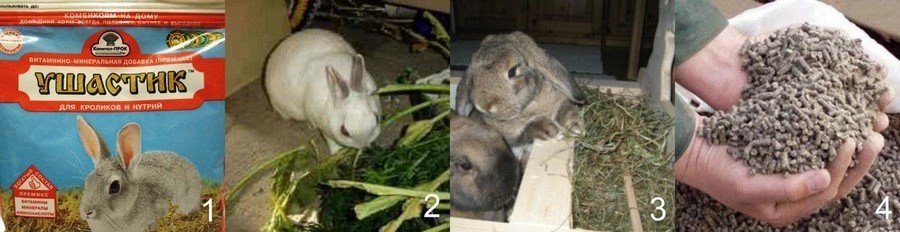 Можно давать кроликам свеклу. Кормление кроликов. Рацион декоративного кролика. Минеральные добавки для кроликов. Еда для кроликов декоративных.