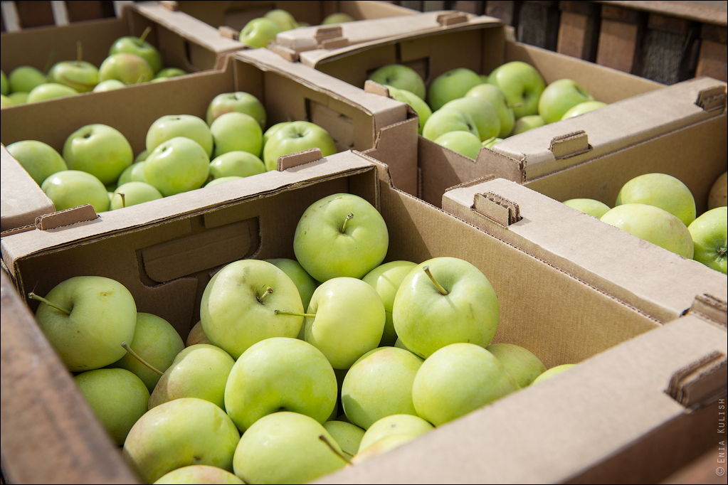 Сколько ящиков собрали яблок. Хранение яблок. Хранилище яблок. Ящик с яблоками. Картонные ящики для яблок.
