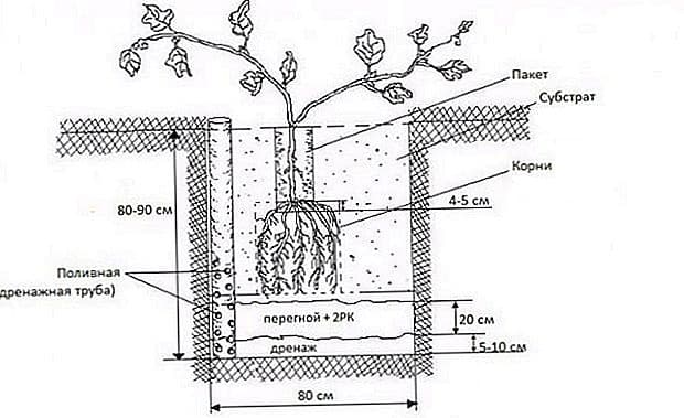 Правильная посадка винограда. Схема посадки винограда черенками. Посадка винограда черенками в грунт. Схема посадки черенков винограда. Посадка черенков винограда весной.