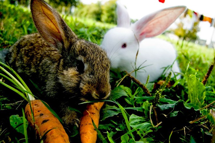 Можно давать кроликам свеклу. Растения для корма животных. Питание кроликов. Кролик с овощами. Сочные корма для кроликов.