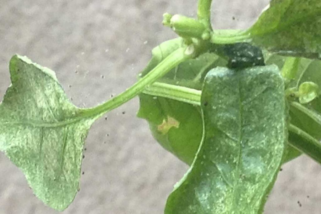 Как выглядят листья томатов пораженные паутинным клещом фото