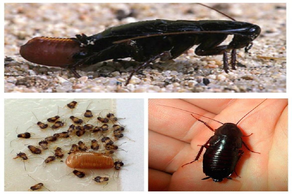 Почему тараканы черные и рыжие