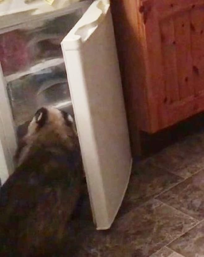 Почему холодильник издает странные. В холодильнике странные звуки. Пограничник это зверь прогрызет любую дверь. Странный звук в вытяжке. Внутренний зверь грызёт.