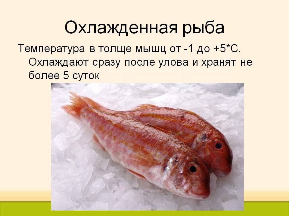 Рыбы условия жизни. Характеристика охлажденной рыбы. Рыба свежая ассортимент. Ассортимент охлажденной рыбы. Классификация мароженной рыбы.