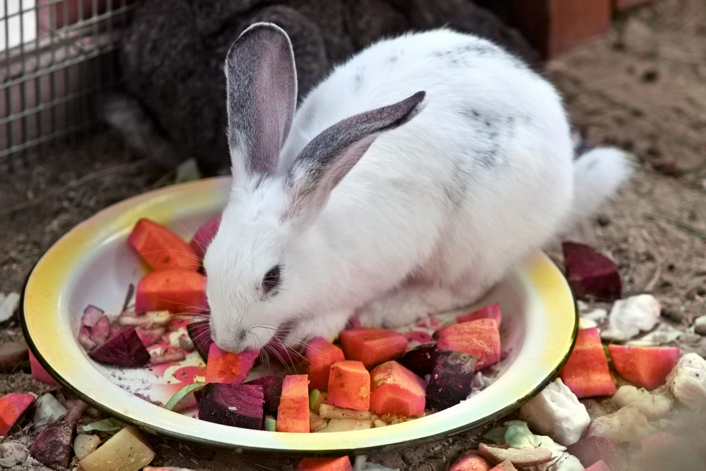 Кроликам можно перец