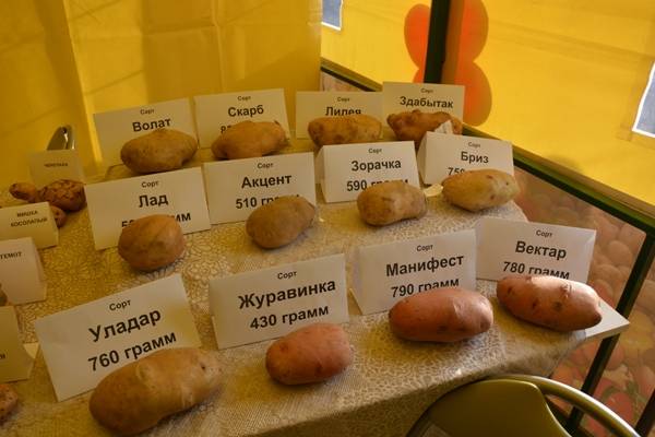 Пароли картофель характеристика. Белорусский сорт картофеля Манифест. Сорт картофеля здабытак. Сорт картошки Манифест. Картофель пароли.