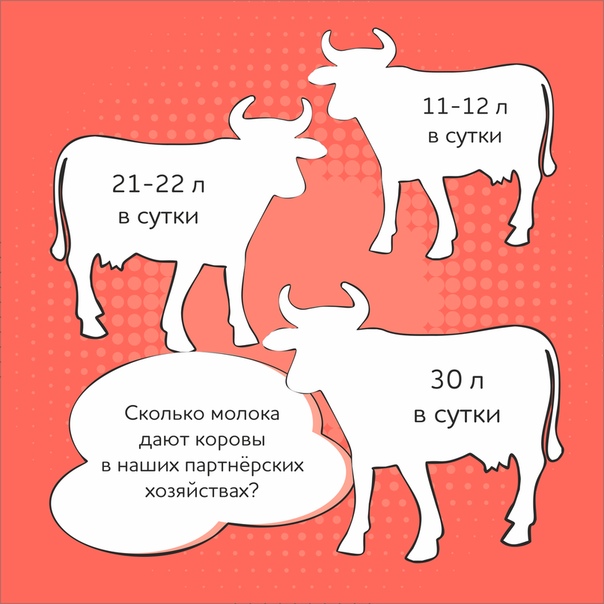 10 лет корове. Сколько корова дает молока. Сколько корова дает молока в сутки. Сколькоткорова дает молока. Сколько литров молока дает корова в сутки.