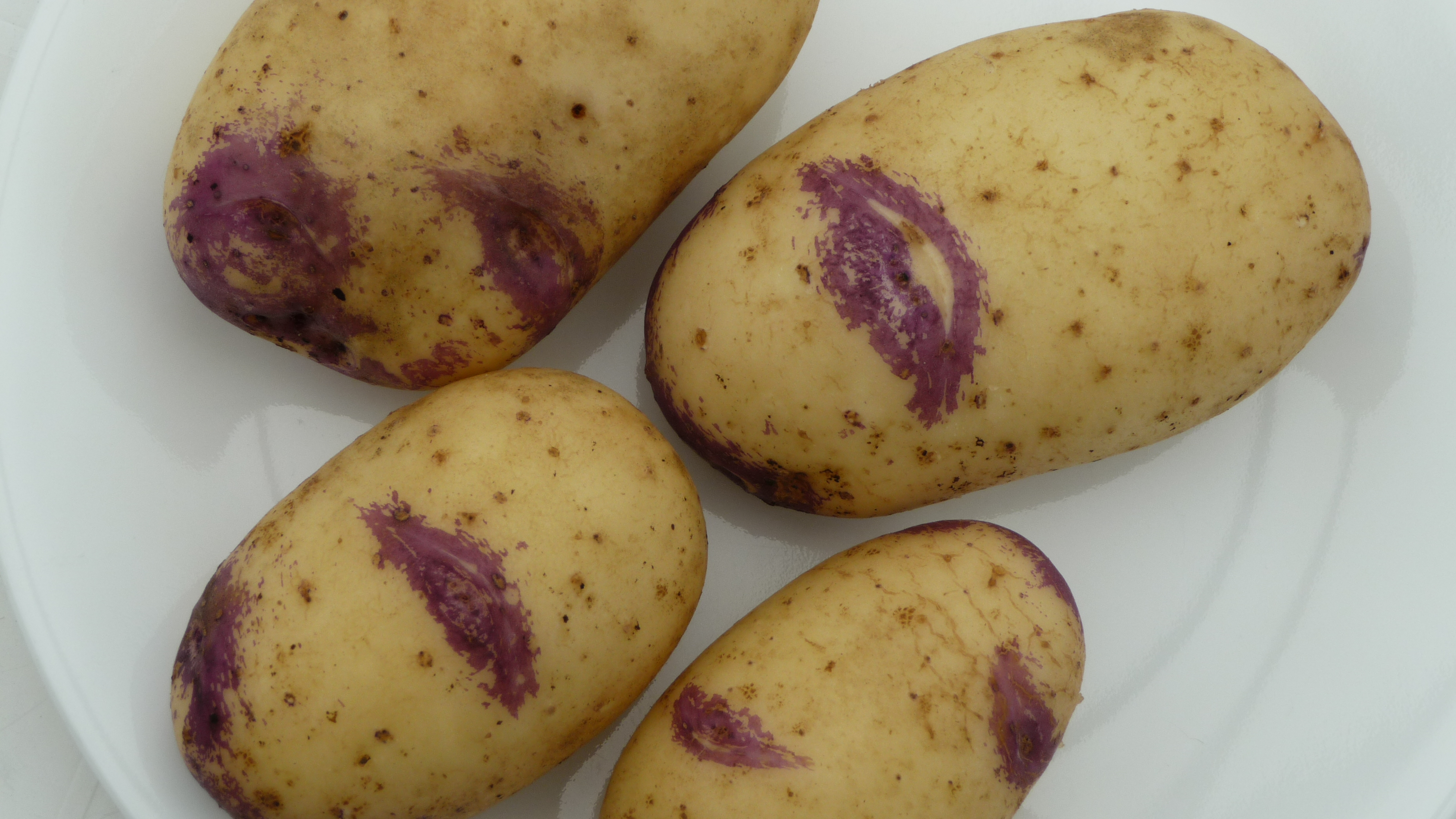 фото картофеля сорт арлекин