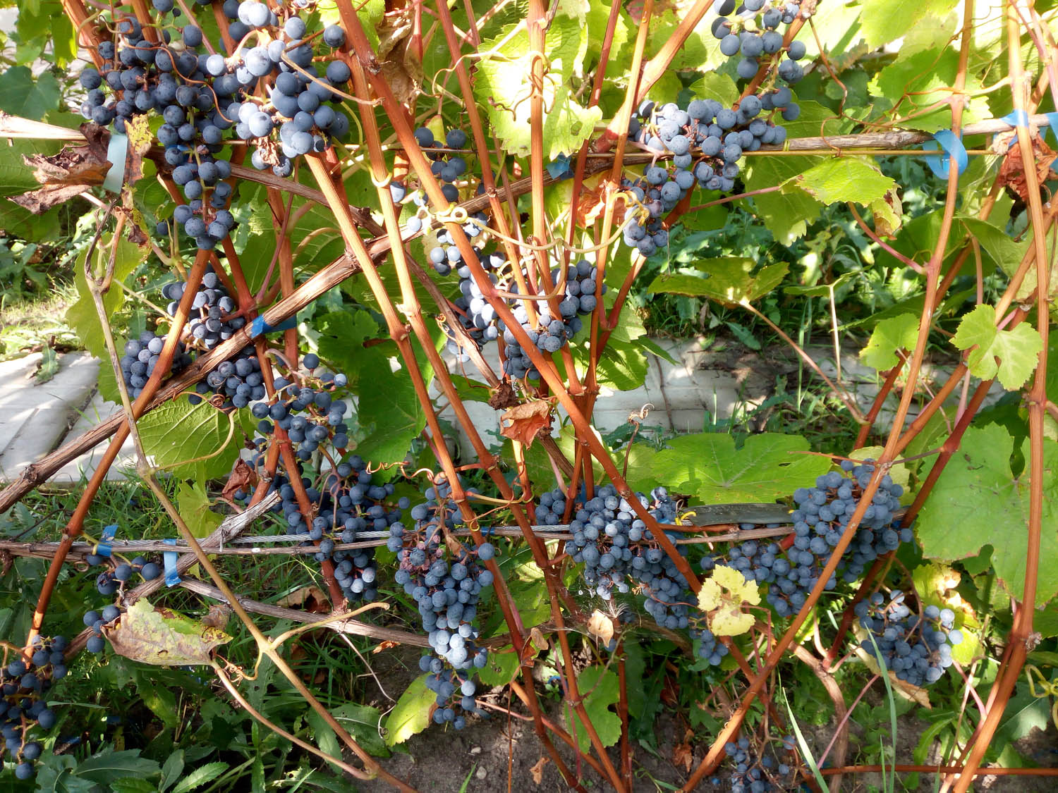 Сорт винограда амурский прорыв фото и описание