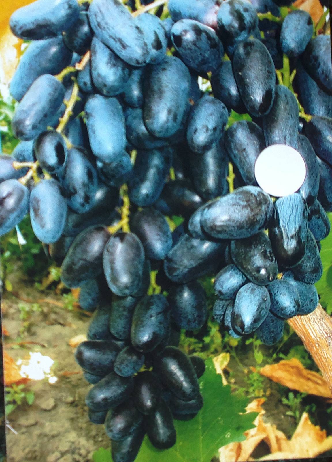 Виноград цимлянский черный описание и фото