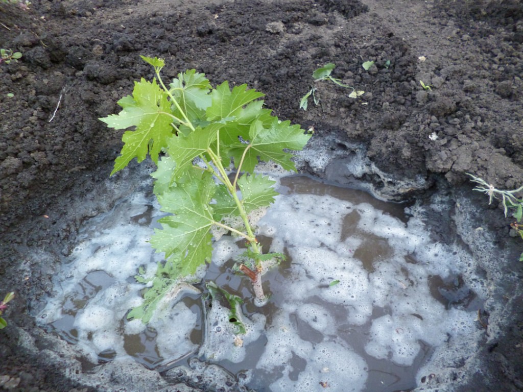 Поливать ли виноград