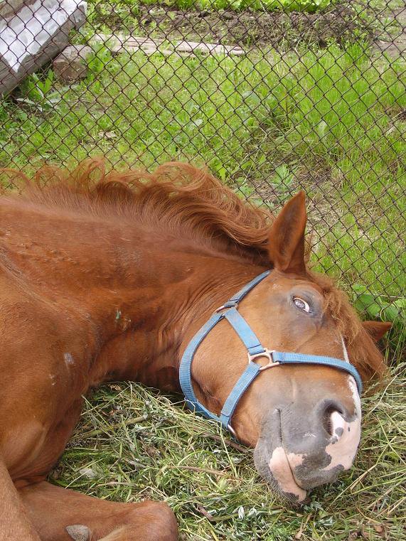 Сон лошадка. Спящие лошади. Сонная лошадь.