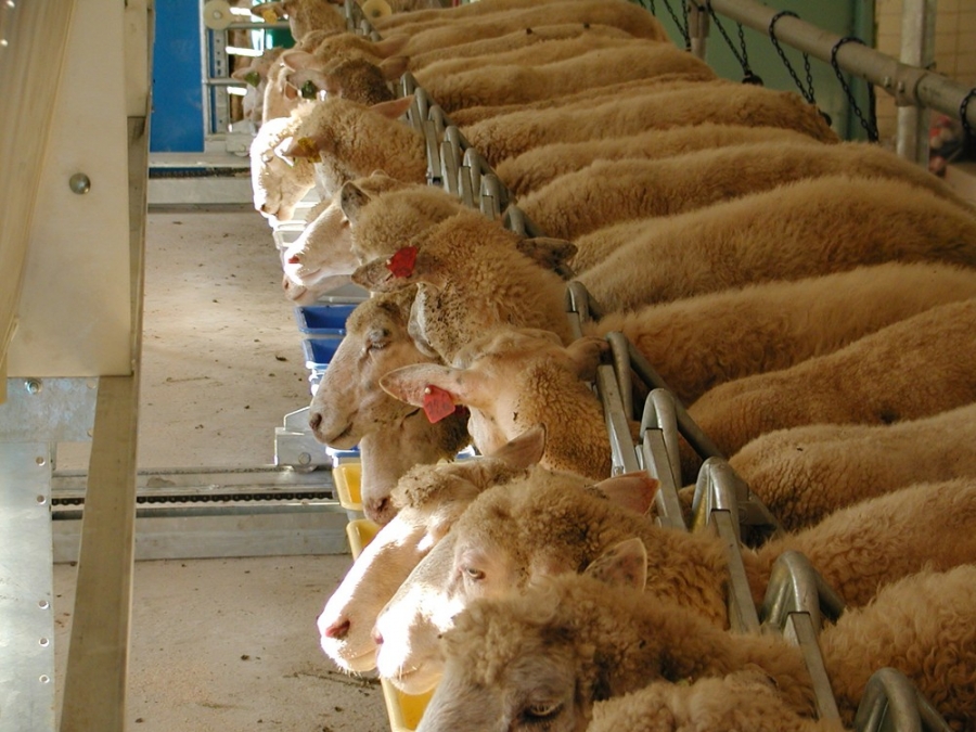Откорм ягнят. Стойловый откорм овец. Стойловое оборудование для овец. Баран производитель. Корма для овец.