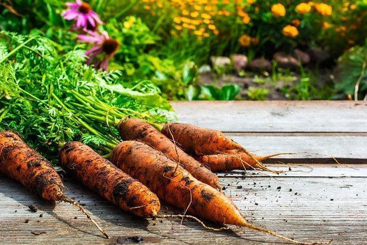 Freshly-harvested-carrot-How-to-Tell-If-Carrots-Are-Bad