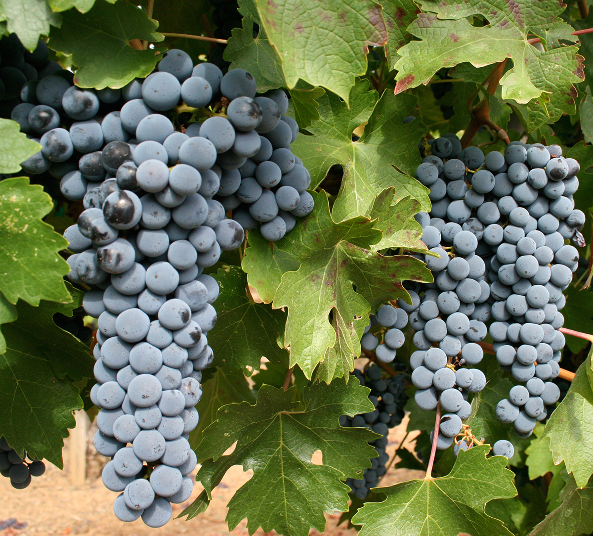 Виноград совиньон фото и описание