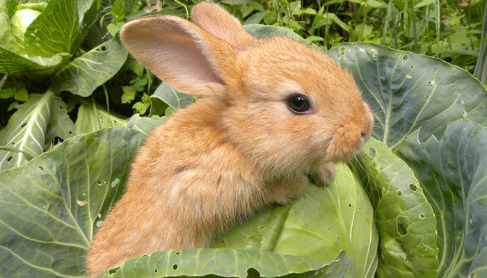 Какой капустой кормить домашних и декоративных кроликов. Советы опытного кроликовода