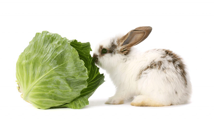 Какой капустой кормить домашних и декоративных кроликов. Советы опытного кроликовода
